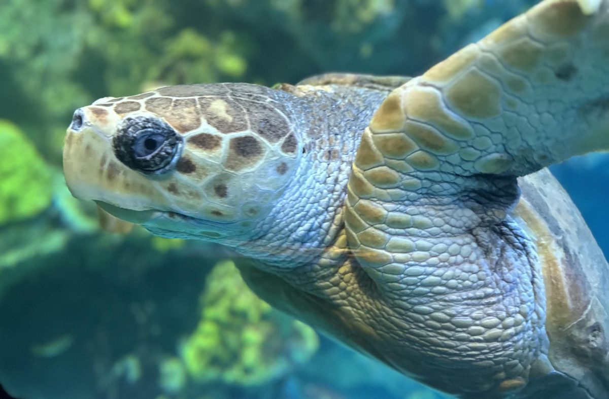 One of the two sea turtles featured at the aquarium, photograph taken by our very own Noah Rosen, writer!