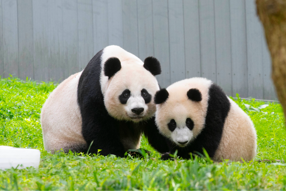 American Pandas Returning Back to China