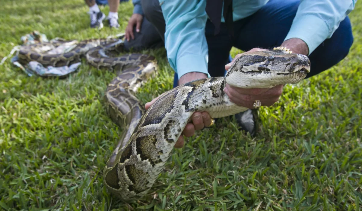 Credits: https://www.palmbeachpost.com/story/weather/2020/11/19/florida-python-its-whats-dinner/6328020002/