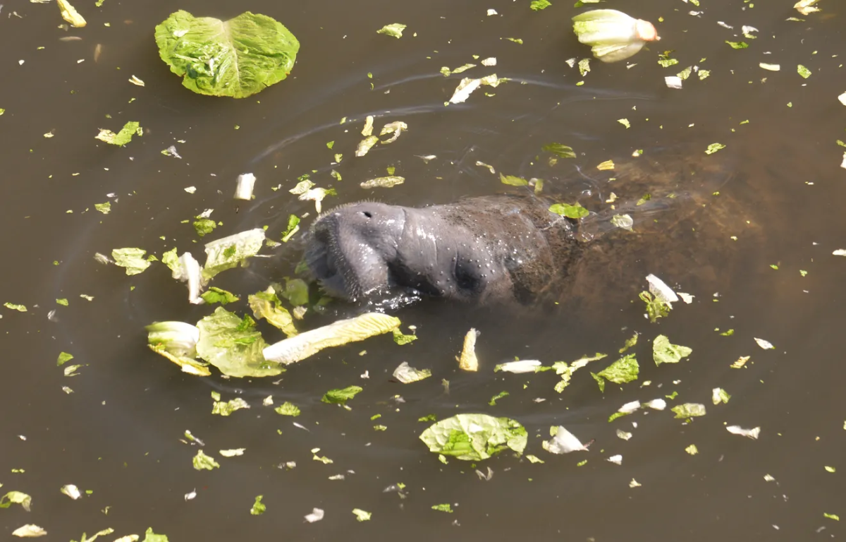 (MALCOLM DENEMARK/FLORIDA TODAY)