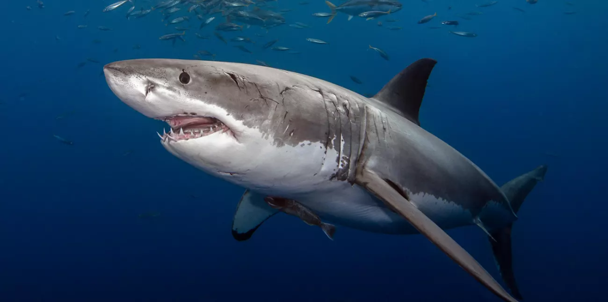 Photo Creds: https://www.nps.gov/caco/planyourvisit/sharksafety.htm