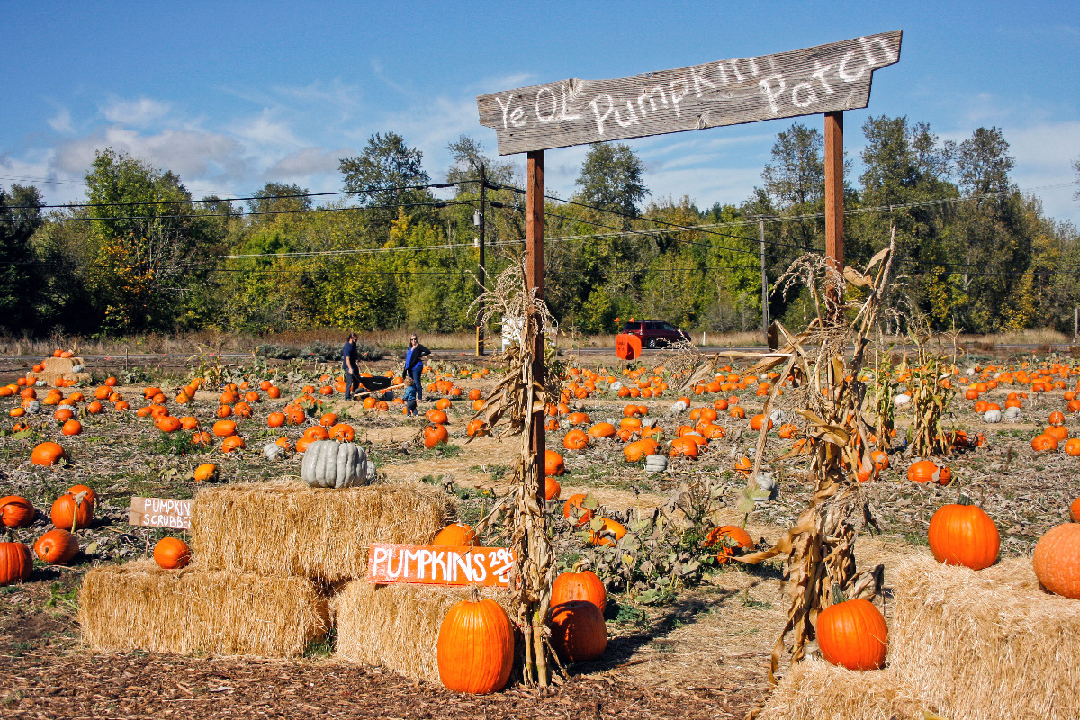 Photo Creds: https://www.visitcorvallis.com/pumpkin-patches-around-corvallis